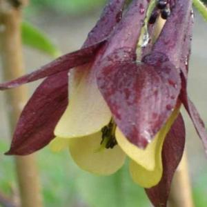 COLUMBINE ‘Red Wine Columbine’ - Aquilegia oxysepala