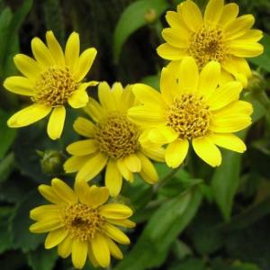 Arnica - Arnica chamissonis