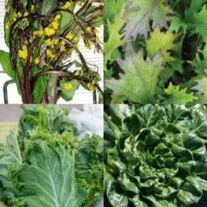 'Asian Cool' Greens Mix - Brassica spp.