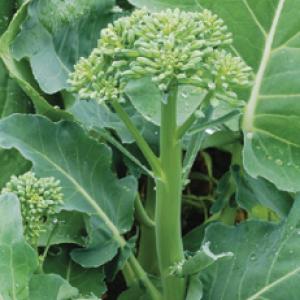 ASIAN GREEN ‘Happy Rich’ F1 - Brassica rapa