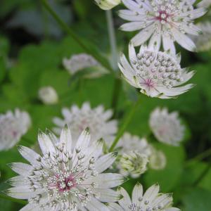 Masterwort - Astrantia major