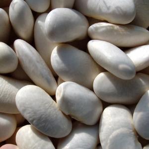  Runner Bean 'White Dutch' - Phaseolus coccineus ‘Alba’