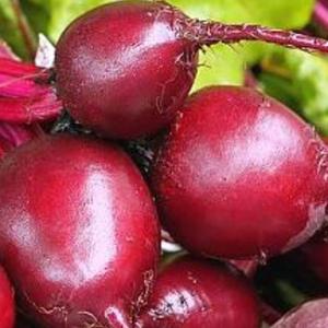 Beetroot ‘Red Ace’ F1  - Beta vulgaris