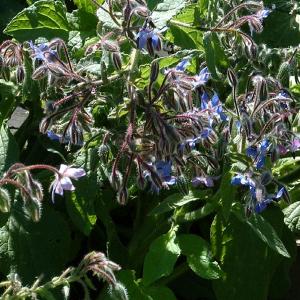 BORAGE - Borago officinalis