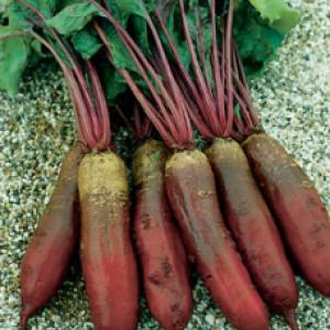 Beetroot ‘Cylindrica’  - Beta vulgaris