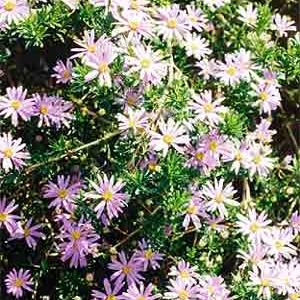 SWAN RIVER DAISY - Brachycome iberifolia 'Mix'