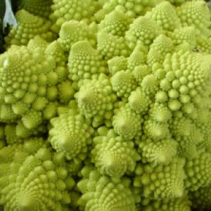 BROCCOLI ‘Romanesco’ - Brassica oleracea var. Italic