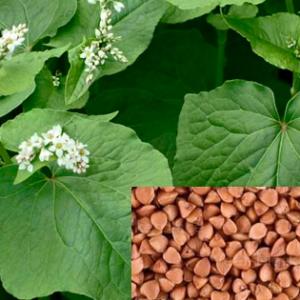 Buckwheat - Fagopyrum esculentum