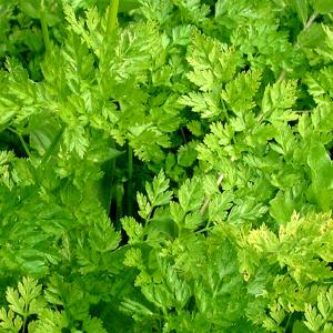 CHERVIL - Anthriscus cerefolium