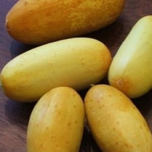 CUCUMBER 'Poona Kheera' - Cucumis sativas