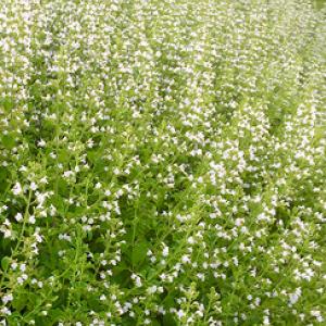 MOUNTAIN MINT  - Calamintha nepeta