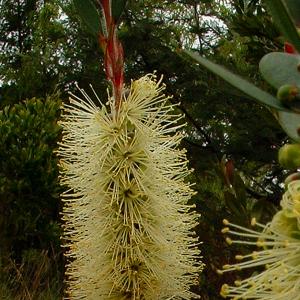 Yellow Bottlebrush - Callistemon pallidus