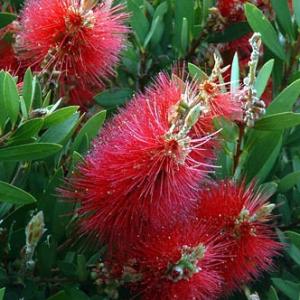 STIFF BOTTLEBRUSH - Callistemon rigidus