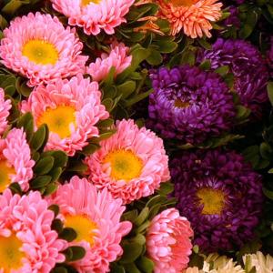 China Aster double ‘Crego Giant Mix’ - Callistephus chinensis