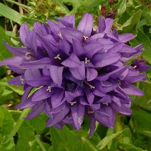 Clustered Bellflower - Campanula glomerata var. dahurica