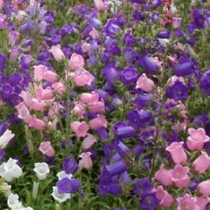 CANTERBURY BELLS ‘Mixed Single’ - Campanula medium