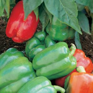 CAPSICUM ‘Californian Wonder' - Capsicum annuum