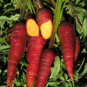 CARROT 'Cosmic Purple' - Daucus carota var sativus