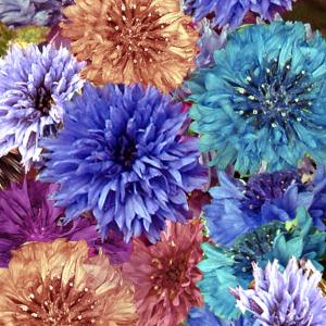 ANNUAL CORNFLOWER ‘Double Ball Mix’ - Centaurea cyanus