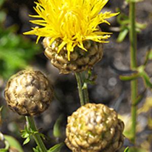 YELLOW CORNFLOWER  - Centaurea orientalis