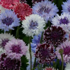 Cornflower Annual ‘Artistic Mix’  - Centaurea cyanus Artistic Mix