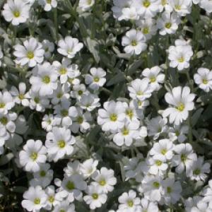 Snow in Summer - Cerastium tomentosum var. columnae