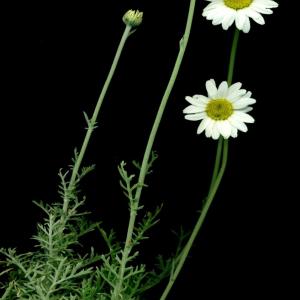 ROMAN CHAMOMILE - Chamaemelum nobile