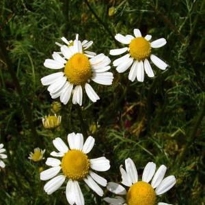 CHAMOMILE German - Chamomilla recutita