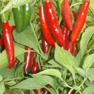 Chilli ‘Serrano’  - Capsicum annum