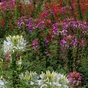 SPIDER FLOWER ‘Fountain Mix’ - Cleome spinosa (syn. Hasslerianna)