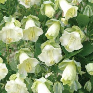 Cup and Saucer Vine ‘White’ - Cobaea scandens ‘Alba’