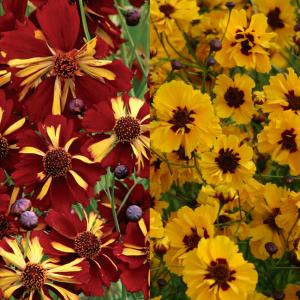 Coreopsis ‘Roulette Mix’  - Coreopsis tinctoria