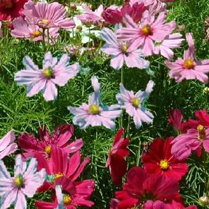 COSMOS ‘Sensation Mix’ - Cosmos bipinnatus 'Sensation'