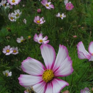 COSMOS ‘Picotee’ - Cosmos bipinnatus 'Picotee'