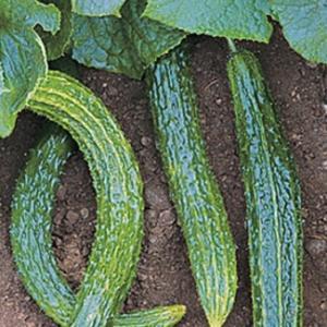 Cucumber ‘Suyo Long’ - Cucumis sativas