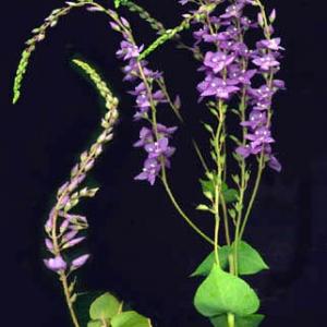 DERWENT SPEEDWELL - Derwentia perfoliata