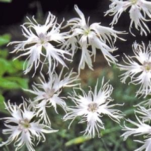 LITTLE MAIDEN DIANTHUS - Dianthus arenarius f. nanus 'Little Maiden'