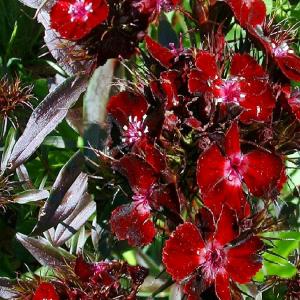 BLACK SWEET WILLIAM - Dianthus barbatus ‘Sooty’