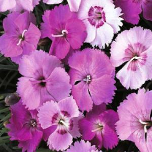 Feathered Pink Dianthus - Dianthus plumaris