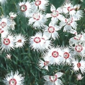 Red Eye Dianthus - Dianthus spiculifolius