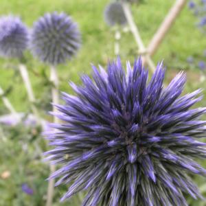 GLOBE THISTLE - Echinops ritro