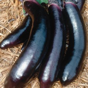Eggplant ‘Orient Express’ F1  - Solanum melongena 