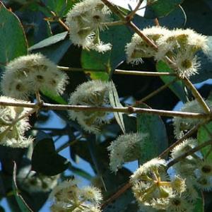 RISDON PEPPERMINT - Eucalyptus risdonii