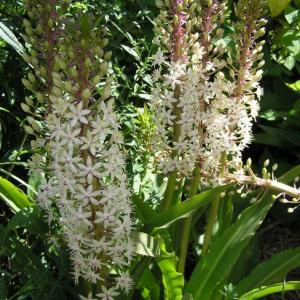 Pineapple Lily - Eucomis comosa