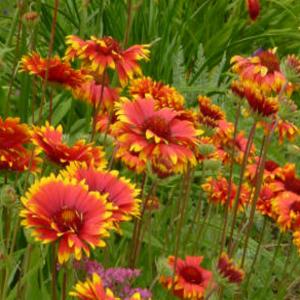 Blanket Flower ‘Torchlight’ - Gaillardia aristata ‘Fackelschein’