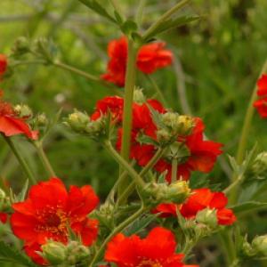 AVENS ‘Mrs Bradshaw’ - Geum coccineum x quellyon 