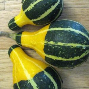 Gourd ‘Pear Bicolour’  - Cucurbita pepo