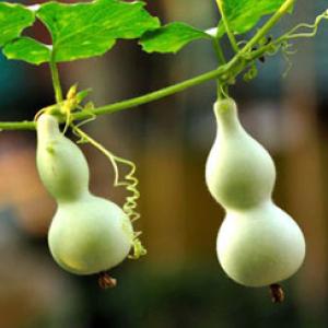 GOURD ‘Mini Bottle’ - Lagenaria siceraria