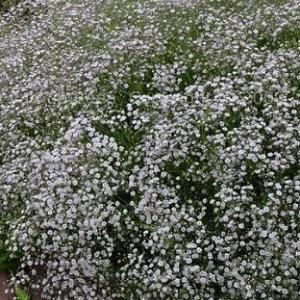 BABY’S BREATH - Gypsophila paniculata