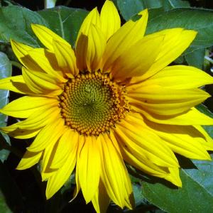 SUNFLOWER - DWARF - Helianthus annus ‘Dwarf’